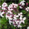 基地批發 丁香花樹苗 庭院盆栽 可開花植物 濃香花卉