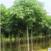 基地直銷 七葉樹樹苗 工程綠化苗