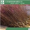 榆葉梅 庭院盆栽梅花 彩色風景樹基地直銷