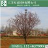 紫葉李 紅葉李 紫葉稠李 綠化工程苗木 規格全 數量大基地直銷
