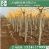 金枝槐 黃金槐綠化工程苗木 行道樹基地直銷