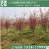 垂絲海棠 花灌木 園林綠化苗木 基地直銷