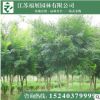 雞爪槭 綠化工程苗木 廠家直銷
