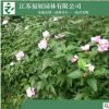 木槿樹苗批發 工程綠化苗木 庭院植物叢生木槿花苗