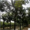 批發(fā)庭院地栽香花槐黃金槐樹苗園林綠化樹苗南方北方種植國槐樹苗