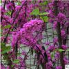 基地直銷 紫荊 叢生紫荊 .獨桿紫荊 紫荊花 別墅綠化 小區 公園