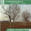 重陽木 落葉喬木 行道樹 各種規格樹苗批發