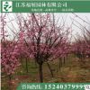 美人梅 盆栽梅花 精品梅花等綠化工程苗木批發 庭院栽植