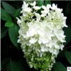 苗圃直銷 木繡球樹苗 庭院花卉植物 盆栽繡球花 八仙花