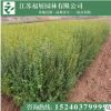 小葉女貞小苗 小葉女貞球 綠化工程苗 色塊苗批發(fā)