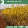 批發(fā)連翹叢生苗 黃老虎小苗 多分枝連翹 基地直銷