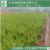 龍柏苗 小龍柏 基地直銷 綠化苗木 量大從優(yōu)