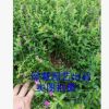 紫色雪茄花 滿天星 空氣凈化 自家種植苗木 工程綠化苗木