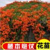炮仗花苗 爬藤植物 鞭炮花 四季可種陽(yáng)臺(tái)庭院垂吊 藤本花