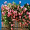 薔薇花苗多花爬藤花卉四季綠植盆栽庭院陽(yáng)臺(tái)攀援多花小花薔薇樹(shù)苗