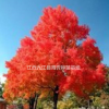 江西九江美國紅楓苗木出售，美國紅楓供應電話，美國紅楓批發