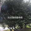 浙江精品嫁接紅梅