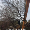 紅梅裝車 紅梅價格 紅梅樹