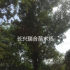 移栽三角楓 移栽三角楓價格 浙江移栽三角楓浙江移栽三角楓價格