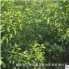 大量出售香樟苗量大從優(yōu) 工程綠化樹木 香樟樹苗 高活香樟樹種苗