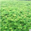 常綠喬木欒樹小苗 品種齊全重慶園林風(fēng)景防護(hù)樹木 綠化工程欒樹苗