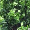現(xiàn)貨供應(yīng)香橙粘木的嫁接沃柑苗 優(yōu)良柑橘沃柑果樹