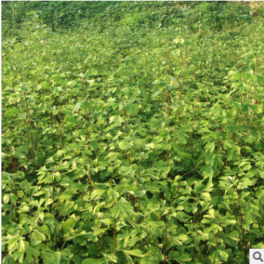 重慶苗木基地批發(fā)銀杏苗 品種齊全綠化植物常綠喬木銀杏樹苗供應(yīng)