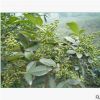 九葉青花椒芽苗 耐旱耐寒花椒樹苗 園林果樹基地批發(fā)一年生花椒