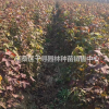 批發(fā)楓香小苗、2年楓香小苗價(jià)格、楓香價(jià)格|