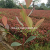 紅葉石楠小苗 紅葉石楠小苗價(jià)格 根系發(fā)達(dá)紅葉石楠培育基地