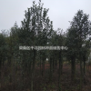單性木蘭樹苗基地 九江單性木蘭樹苗批發(fā)單性木蘭價(jià)格