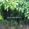 木荷小苗苗圃供應(yīng)