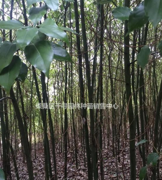 江西香樟小苗，九江香樟樹苗基地
