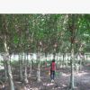 供應(yīng)小葉榕，細(xì)葉榕，行道樹(shù)，大量米徑14-15-16-17-18-19-20公分