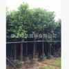 大批量銷(xiāo)售12公分優(yōu)質(zhì)香樟樹(shù)，精品香樟假植苗，袋裝苗，綠化苗木