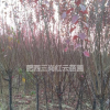 紅葉李 紅葉李價格 紫葉李 紫葉李基地