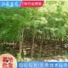 廠家直銷 現挖現發三角楓苗 批發三角楓行道風景林蔭樹落葉喬木