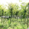 廠家直銷 批發現挖現樸樹苗 大量供應庭蔭風景樹工程綠化樸樹