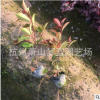 紅葉石楠小杯  綠化苗木 灌木 地被 規格齊全 庭院 工程