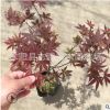 廠家批發紅楓小苗 盆景紅楓 工程紅楓苗 四季紅紅楓 量大從優
