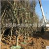 批發垂絲海棠小苗垂絲海棠 銷售垂絲海棠工程苗垂絲海棠 量大從優