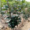供應西府海棠 工程綠化西府海棠 1-15公分西府海棠 量大從優(yōu)