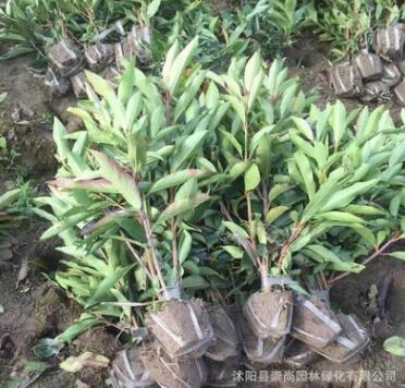 基地直銷 法國冬青 珊瑚樹 園林綠化 規格齊全 包栽包活 量大優惠
