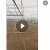 廠家直銷供應欒樹 復羽葉欒樹 基地欒樹 全冠欒樹 質優(yōu)價廉