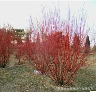 批發直銷紅瑞木 紅梗木 涼子木 小苗 工程苗 喜溫暖潮濕 園林綠化
