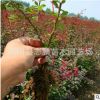 批發(fā)紅葉小檗工程紅葉小檗 銷售紅葉小檗 小苗紅葉小檗 量大從優(yōu)