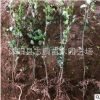 供應小葉女貞叢生小葉女貞 綠化小葉女貞 銷售小葉女貞 質優(yōu)價廉