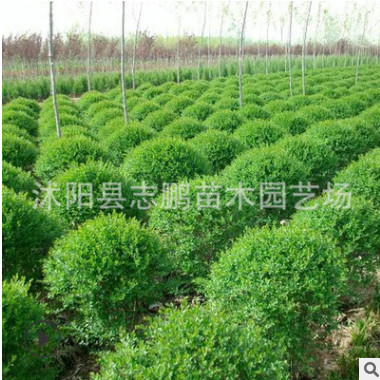 龍柏 小龍柏 龍柏價格 小龍柏價格 色塊龍柏 龍柏苗 產地自銷