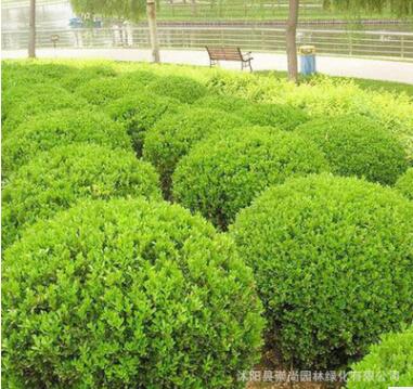 苗圃自產自銷 錦熟黃楊 色塊苗 綠籬苗 規格齊全