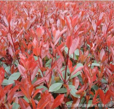 基地批發紅葉石楠 工程園林綠化綠籬 小毛球 色彩鮮艷